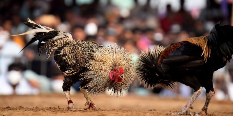 chiến thuật đá gà hiệu quả